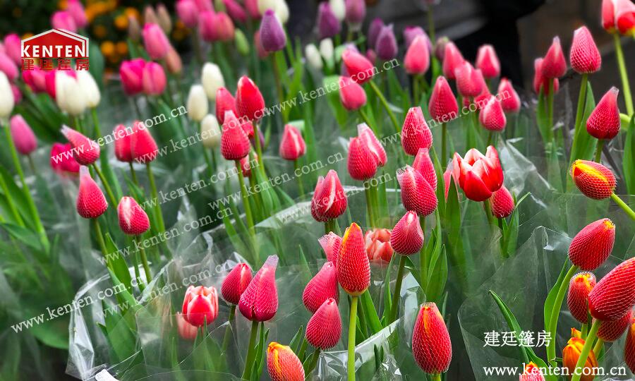 花市篷房-2020廣州越秀西湖迎春花市